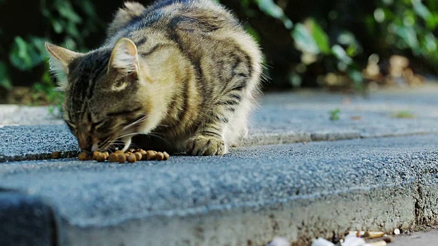 猫吃视频下载