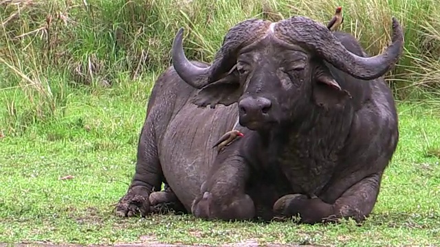 肯尼亚纳库鲁湖，Cape Buffalo with oxpecer视频素材