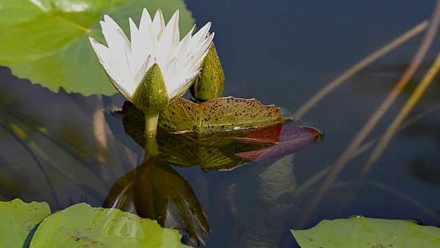 莲子百合的花视频素材