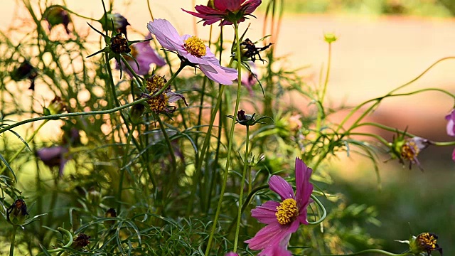 花园里的宇宙花视频下载