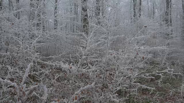 有白霜的冬季森林视频素材