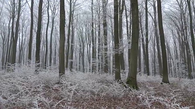 有白霜的冬季森林视频素材