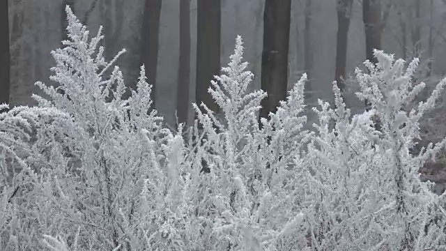 冬天灌木上结霜视频素材