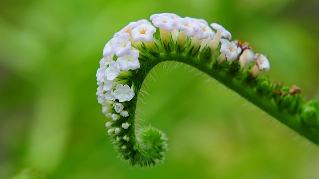 奇怪的花视频下载