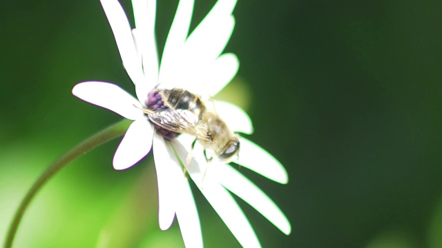 蜜蜂在花中采集花蜜和花粉视频素材