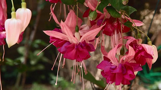 花园里的花视频素材