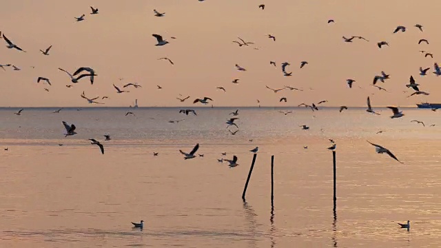 夕阳下的天空中有4k只海鸥视频素材