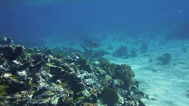 在古巴南部的皇后国家公园的花园，一条孤独的梭鱼沿着浅水的礁石慢慢游动。视频素材