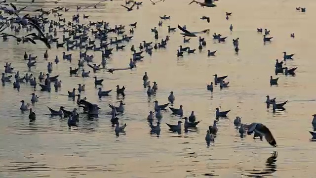 夕阳下的天空中有4k只海鸥视频素材