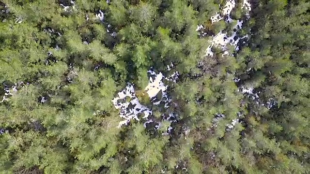 从空中飞过森林视频下载