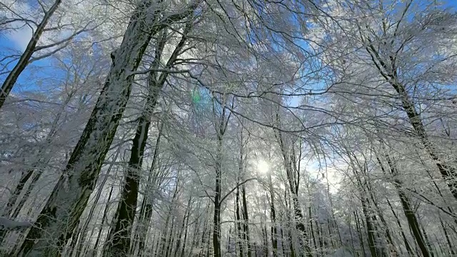 德国莱茵兰-普法尔茨的埃尔别斯科普夫山冬季森林视频素材