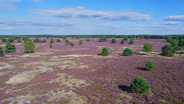 石南鸟瞰图'Nemitzer Heide'在下萨克森州/德国视频素材