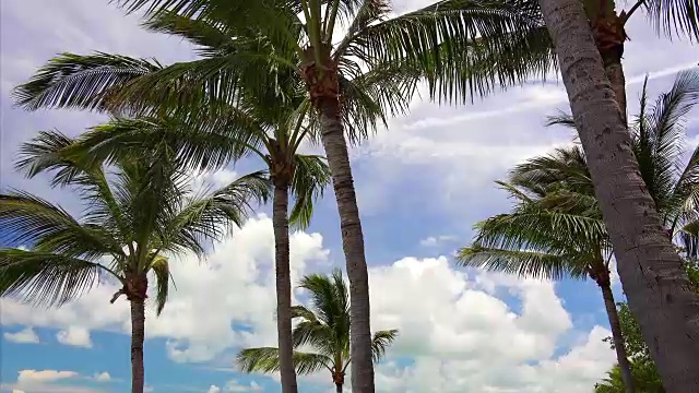 棕榈树在微风中摇曳，映衬着佛罗里达群岛的蓝天和白云视频素材