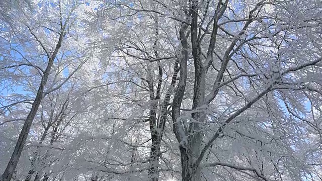 冬天森林里的树被雪覆盖着视频素材