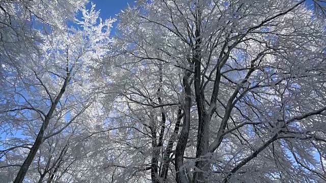 冬天森林里的树被雪覆盖着视频素材