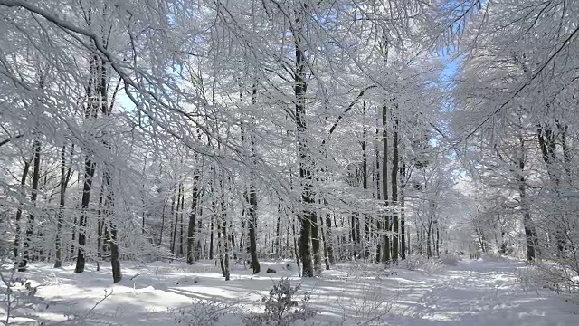 冬天森林里的树被雪覆盖着视频素材