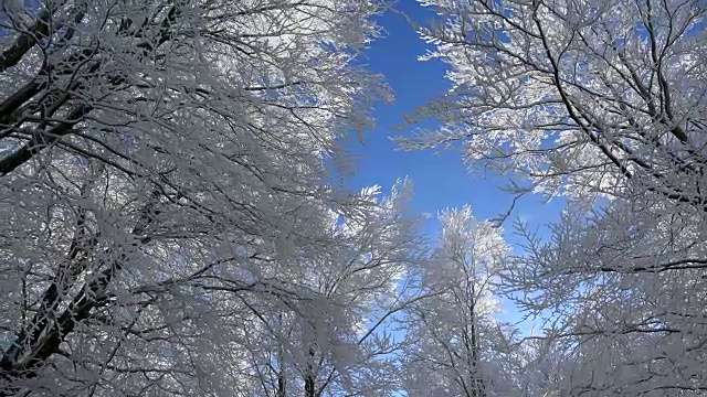 冬天森林里的树被雪覆盖着视频素材