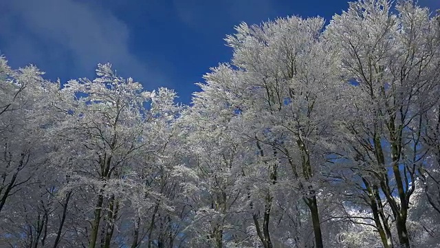 冬天森林里的树被雪覆盖着视频素材