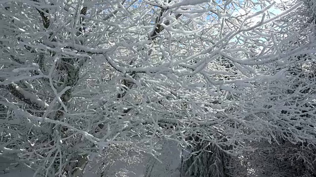 冬天森林里的树被雪覆盖着视频素材