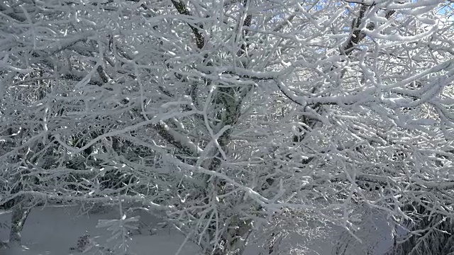 冬天森林里的树被雪覆盖着视频素材