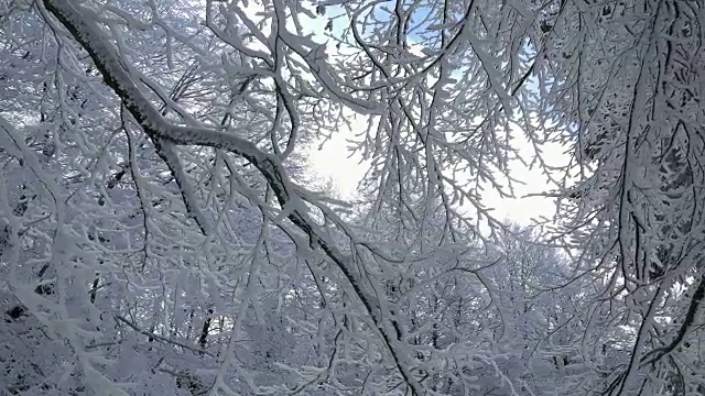 冬天森林里的树被雪覆盖着视频素材