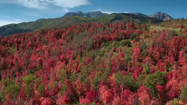 飞过五彩缤纷的山景，树叶变成了红色视频素材