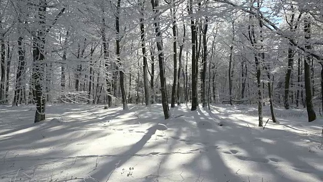 冬天森林里的树被雪覆盖着视频素材