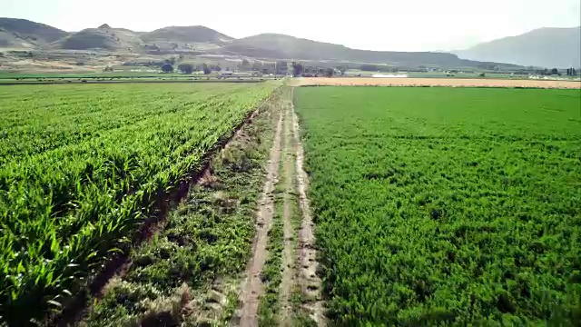 在玉米地和干草田之间的土路上飞驰视频素材