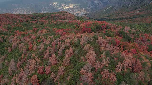 鸟瞰图飞过树在山坡上显示彩色的树木视频素材