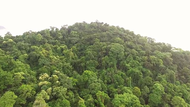 鸟瞰图大西洋森林在托克-托克Pequeno海滩视频素材