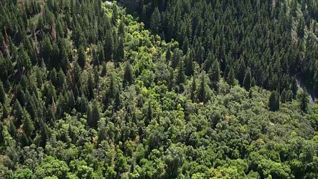 从森林到山顶视频素材