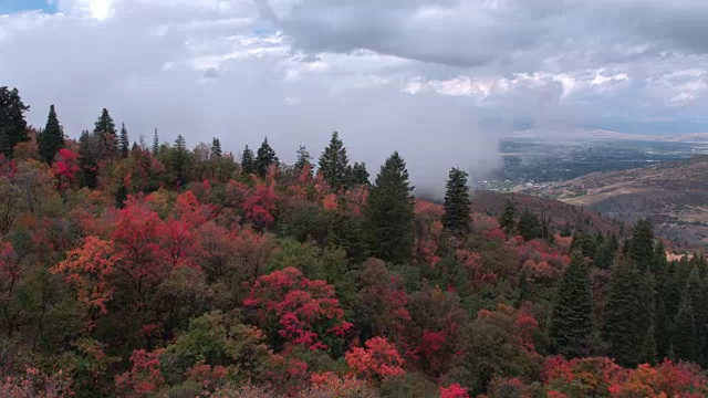 鸟瞰图飞过山坡上的树木，显示彩色的树木和云彩视频素材