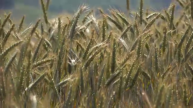 谷物田，萨尔高，莱茵兰-普法尔茨，德国视频素材