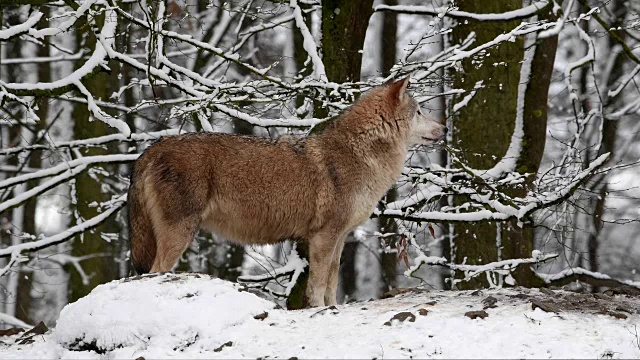 狼(Canis lupus)，冬天下雪的时候视频素材