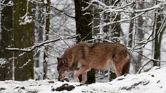 狼(Canis lupus)，冬天下雪的时候视频素材