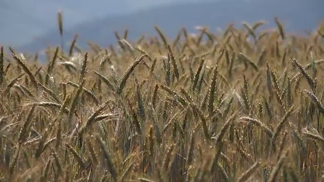 谷物田，萨尔高，莱茵兰-普法尔茨，德国视频素材