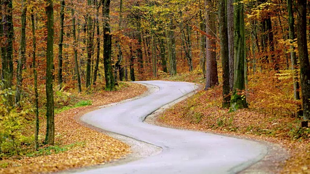 蜿蜒的道路穿过秋天的森林视频素材