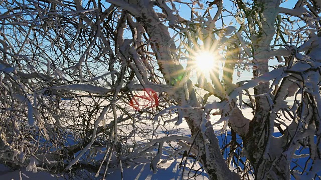 阳光透过积雪的树，罗恩山视频素材