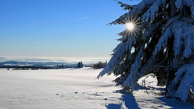 冬季景观有针叶树和太阳风吹雪，罗仁山视频素材