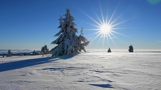 冬季景观有针叶树和太阳风吹雪，罗仁山视频素材