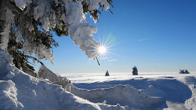 冬季景观有针叶树和太阳风吹雪，罗仁山视频素材