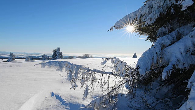 冬季景观有针叶树和太阳风吹雪，罗仁山视频素材