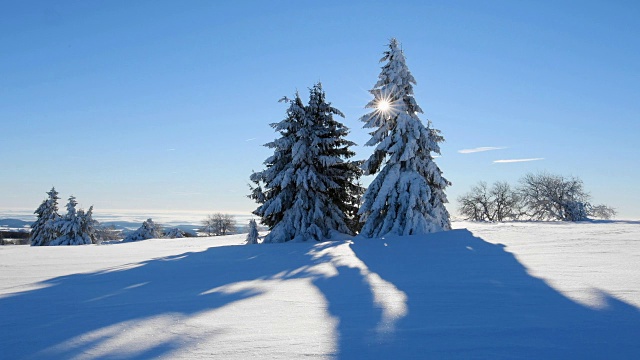 冬季景观有针叶树和太阳风吹雪，罗仁山视频素材