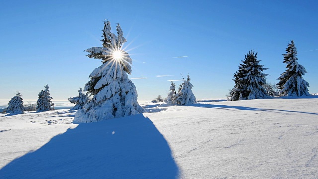 冬季景观有针叶树和太阳风吹雪，罗仁山视频素材