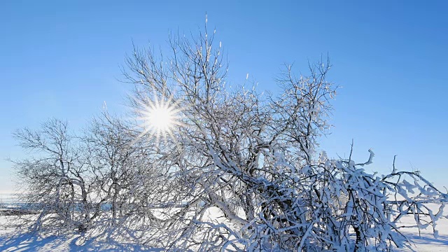 阳光穿过积雪的灌木丛，罗恩山视频素材