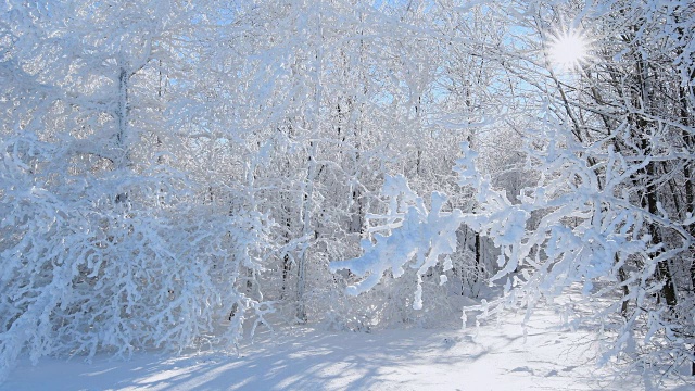 阳光在雪地里照耀，罗恩山视频素材