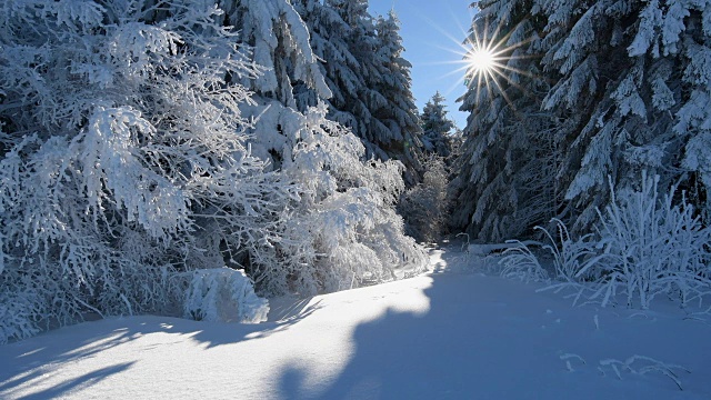 白雪皑皑的冬日森林视频素材