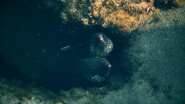 海鳗视频素材