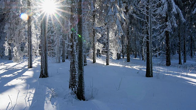 阳光普照的冬日森林里，雪花从树上缓缓飘落视频素材