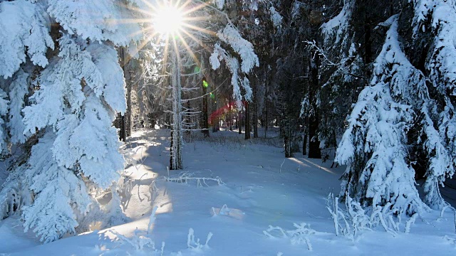 阳光普照的冬日森林里，雪花从树上缓缓飘落视频素材